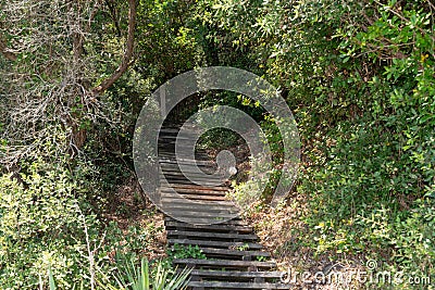 Outdoor wooden staircase in the wood stairway in the forest in Arcachon Bay France Stock Photo
