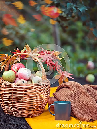Outdoors autumn picnic. Hot coffee and basket with apples on a yellow blanket. Stock Photo