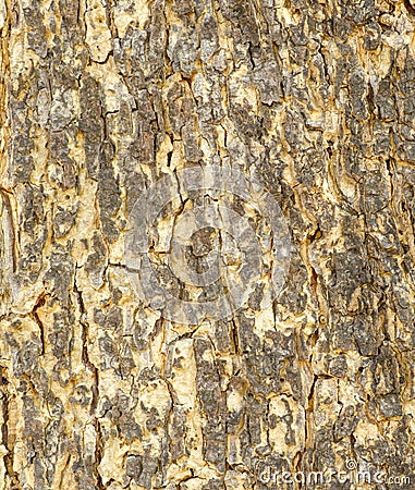The outer shell of the tree,texture bark Stock Photo