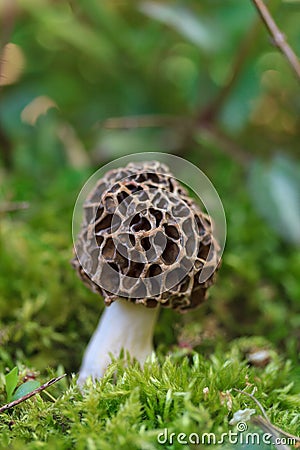 Outlandish Morel mushroom hiding in the grass in the spring forest Stock Photo