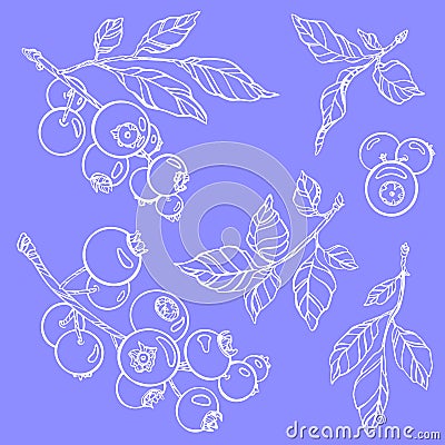 Outline berries. Vector illustration. Isolated branches and leaves Vector Illustration