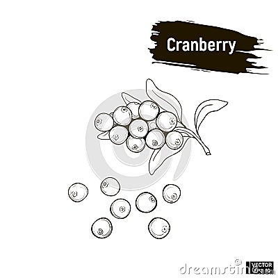 Outline berry, cranberry sketch Vector Illustration