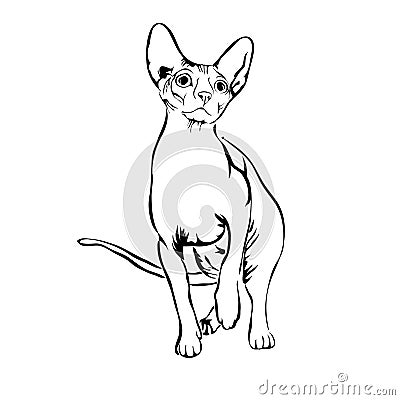 Outline cat sphynx vector illustration. Vector Illustration