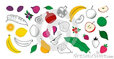 Outline fruit sketch. Color and line berry icons, hand drawn exotic monochrome apple, green kiwi and cherry. Banana and Vector Illustration