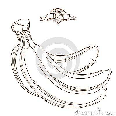 Outline hand drawn bunch of bananas (flat style, thin line). Iso Vector Illustration