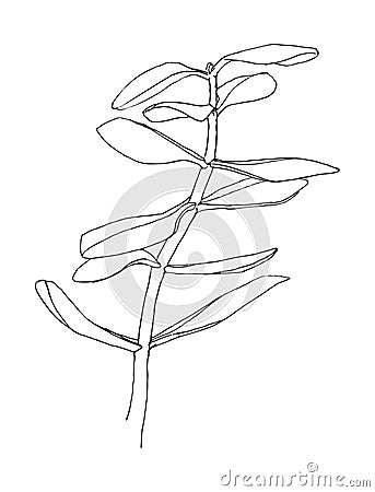 Outline of herb. Crassula. Hand drawn plant. Sketch vector illustration. Vector Illustration