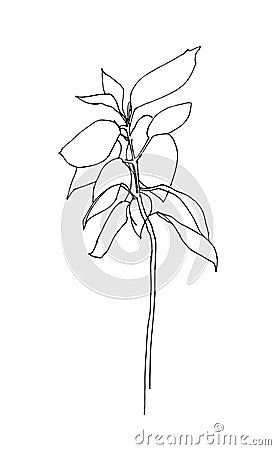 Outline herb hand drawn vector. Sketch style. Vector Illustration