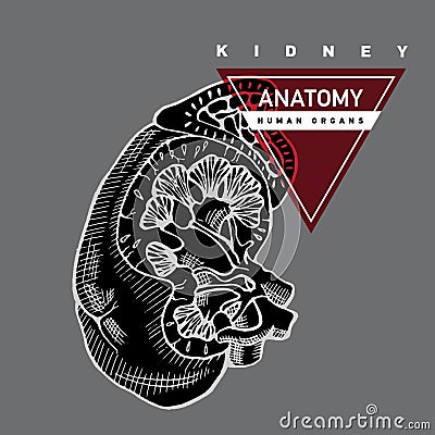 Outline kidney illustration Vector Illustration