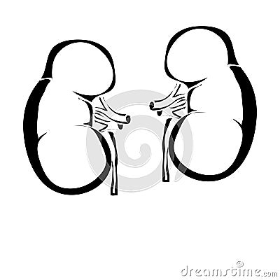 Outline kidneys human internal organs Vector Illustration