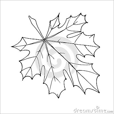 Outline maple leaf for the design of autumn products Vector Illustration