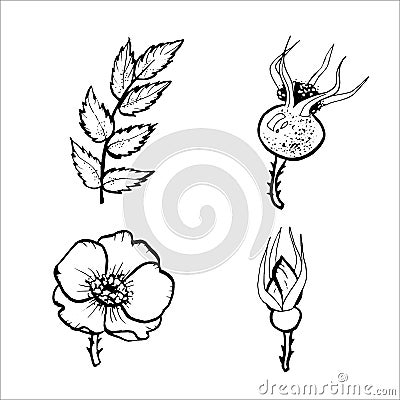 Outline of a rosehip branch for the design of autumn products Vector Illustration