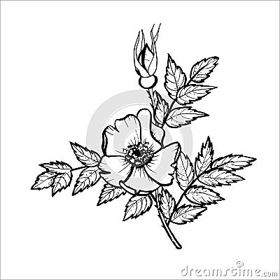 Outline of a rosehip branch for the design of autumn products Vector Illustration