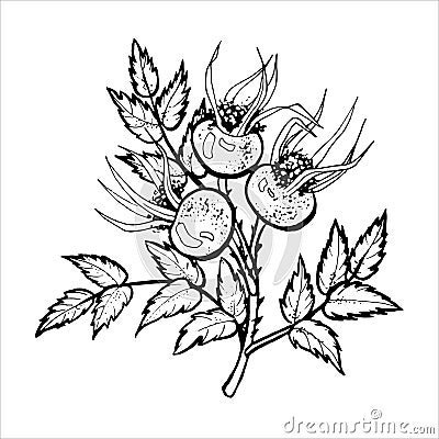 Outline of a rosehip branch for the design of autumn products Vector Illustration