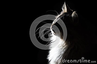 Outline silhouette portrait of beautiful fluffy cat on a black background Stock Photo