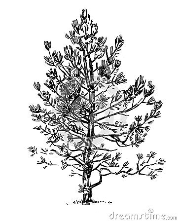 Outline sketches pine tree from nature. Freehand drawing with pencil Stock Photo