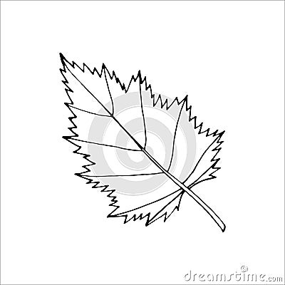 Outline tree leaf for the design of autumn products Vector Illustration