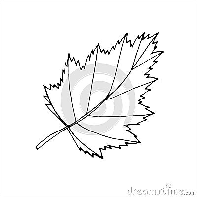 Outline tree leaf for the design of autumn products Vector Illustration