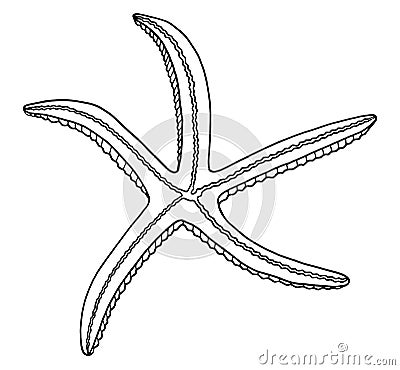 Outline vector starfish. Hand drawn black contour illustration. Graphic sea star isolated on white background. Nautical elements Vector Illustration