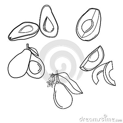 Outline vectore illustration avocado set for design Vector Illustration