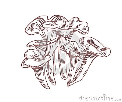 Outlined black chanterelle or trumpet mushrooms drawn in vintage style. Engraving of forest edible fungi. Organic fungus Vector Illustration