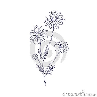 Outlined Chamomile flower branch. Vintage botanical drawing of wild field camomile. Sketch of floral plant with Vector Illustration