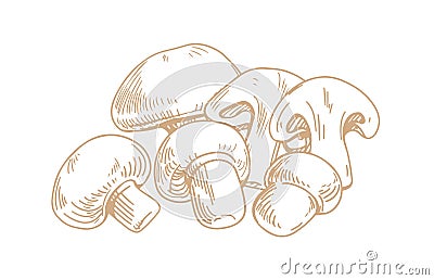 Outlined champignons mushrooms. Composition with whole edible fungi and their slices. Handdrawn vintage drawing of Vector Illustration