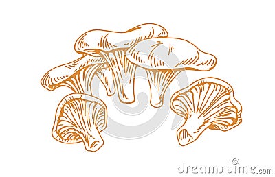 Outlined chanterelles or Cantharellus mushrooms, drawn in vintage style. Engraving drawing of edible wild fungi. Fungus Vector Illustration