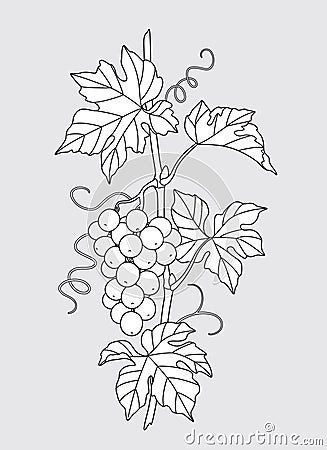 Outlined Grape Vine with Grapes Bunch Vector Illustration