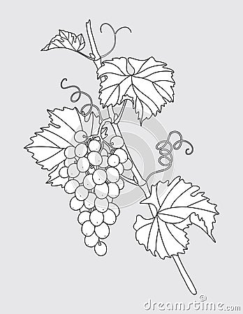 Outlined Grape Vine with Grapes Bunch Vector Illustration