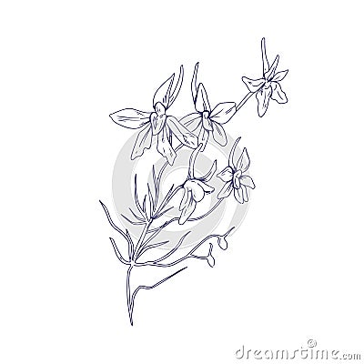 Outlined rocket larkspur flowers. Botanical drawing of floral plant. Detailed sketch of Consolida regalis. Field herb Vector Illustration
