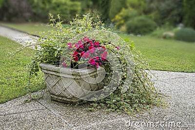 Outside concrete flower pot with summer plant Stock Photo