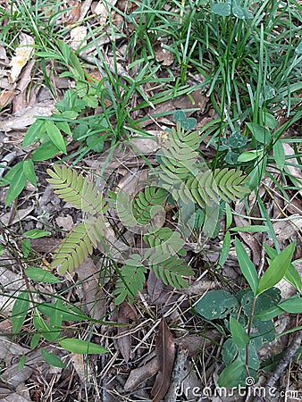 Outside greenery foliage grasses leaves Stock Photo