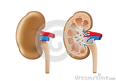 Outside and inside of normal Kidney vector Vector Illustration