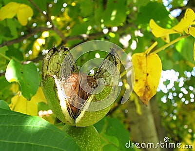 Outspread walnut Stock Photo