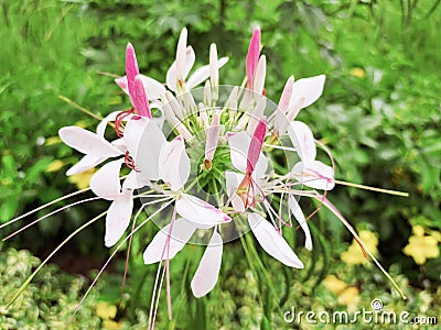 Outstanding white flowers inside the garden Stock Photo