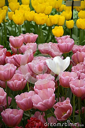 Outstanding white tulip among pink and yellow tulip Stock Photo