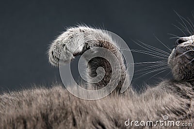 Outstretched paws with grey cat claws Stock Photo