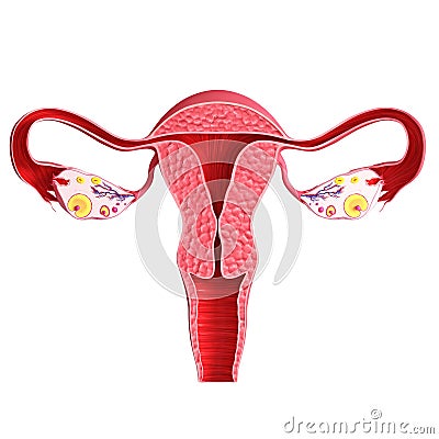 Ovaries isolated with white background Cartoon Illustration