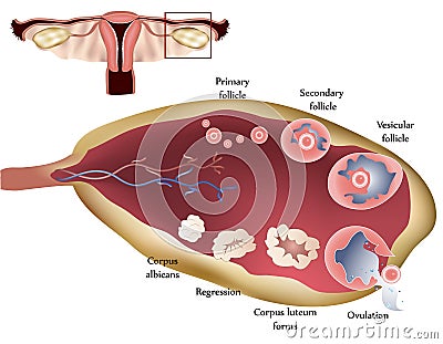Ovary Vector Illustration