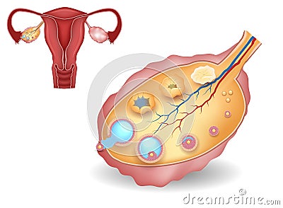 Ovary, detailed follicular development and uterus Vector Illustration