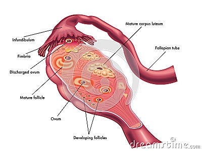 Ovary Vector Illustration