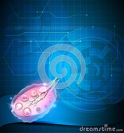 Ovary and ovulation Vector Illustration