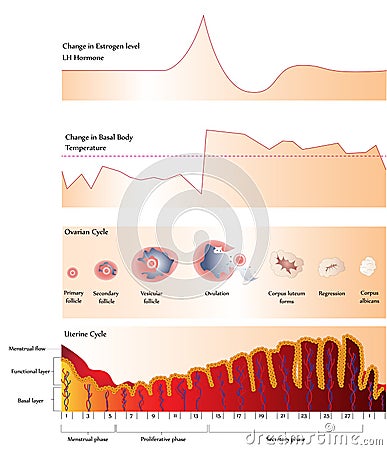 Ovary and Uterine cycle Vector Illustration