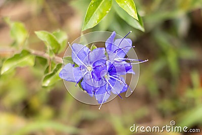 Ovate False Fiddleleaf Close Up Stock Photo