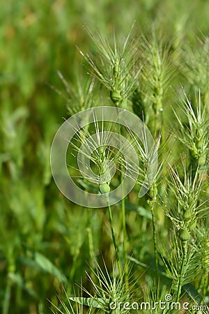 Ovate goatgrass Stock Photo