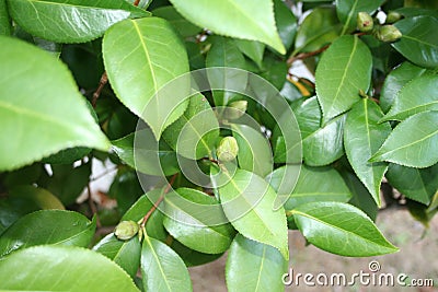 ovate leaf shape & acuminate leaf apex Stock Photo