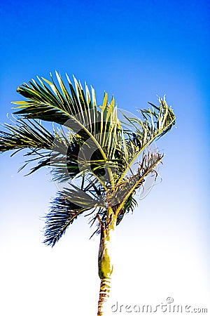 Over exposed Palm Tree Stock Photo