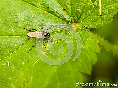 Over head view of a fly spread out on leaf Stock Photo