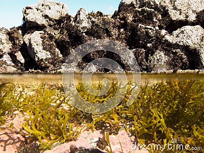 Over-under split shot of clear water in tidal pool Stock Photo