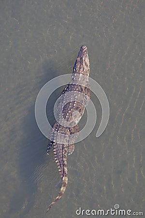 Crocodile swimming in river Chithwan National Park Stock Photo